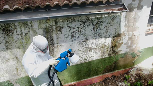 Top rated local Basement Mold Removal specialists in Flinton, PA